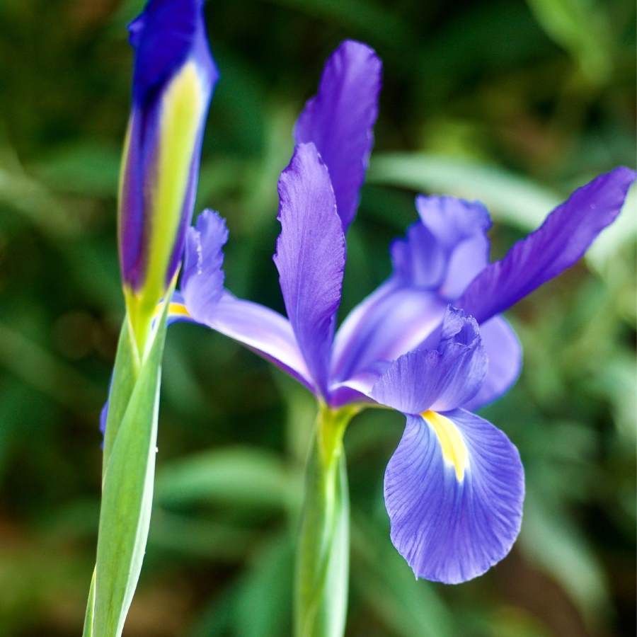 Iris Professor Blauw (Blue) - Bulbs (set of 5)-