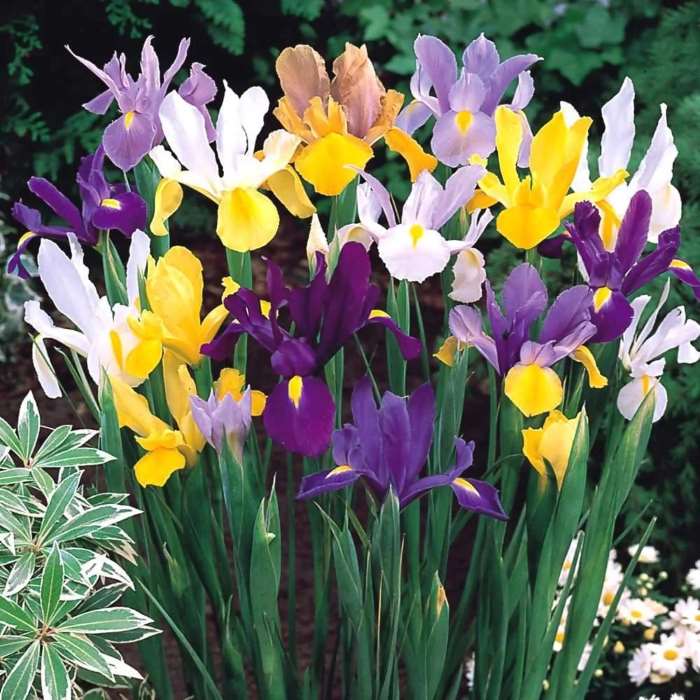 Iris (Random Color) - Bulbs---