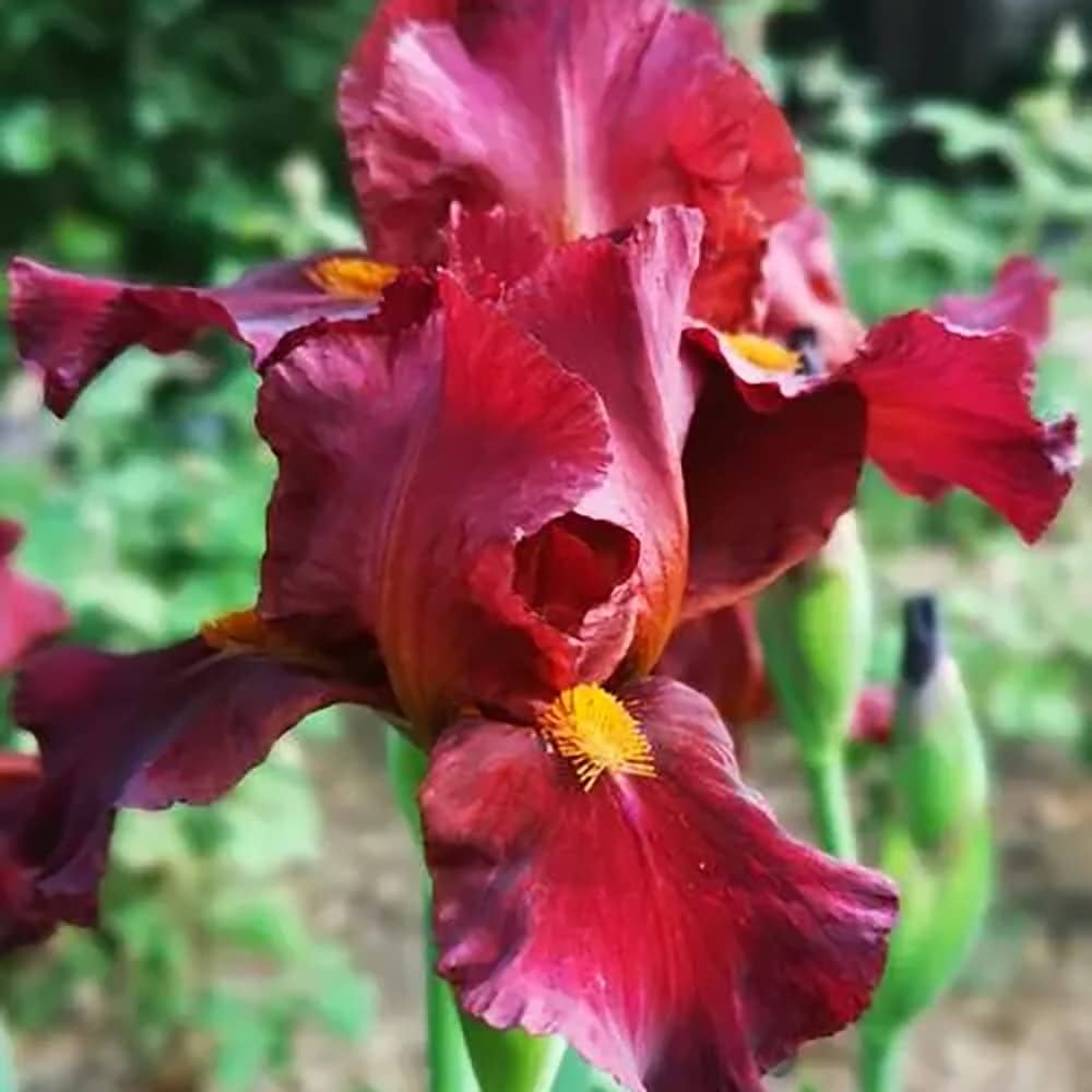 Iris (Red)