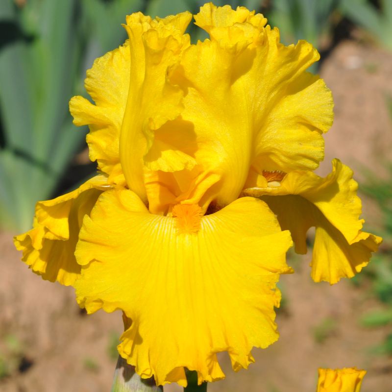 Iris Strong Gold (Yellow)
