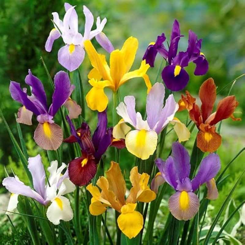 Iris Xiphium, Dutch Iris (Mix Color) - Bulbs (set of 5)--