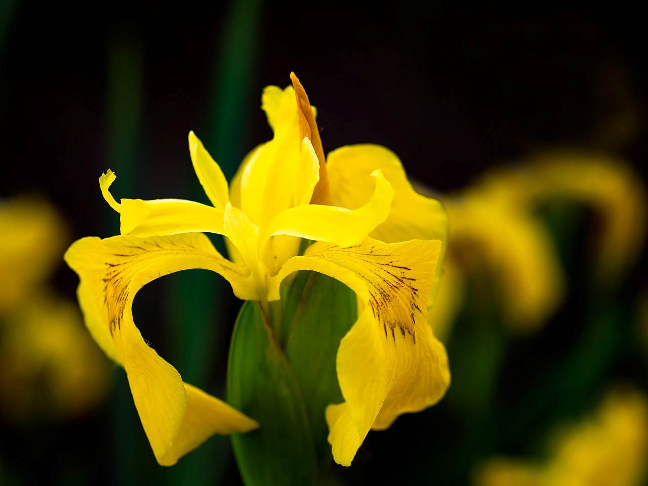 Iris (Yellow) - Bulbs (set of 5)--