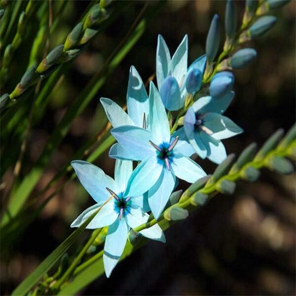 Ixia (Blue)