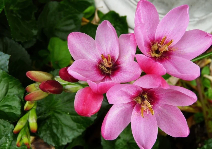 Ixia Panorama (Pink) - Bulbs (set of 5)