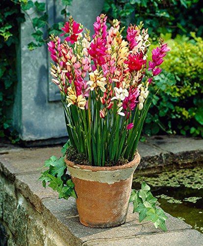 Ixia (Random Color) - Bulbs