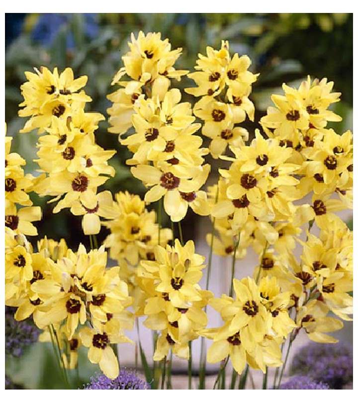 Ixia Yellow Emperor - Bulbs--