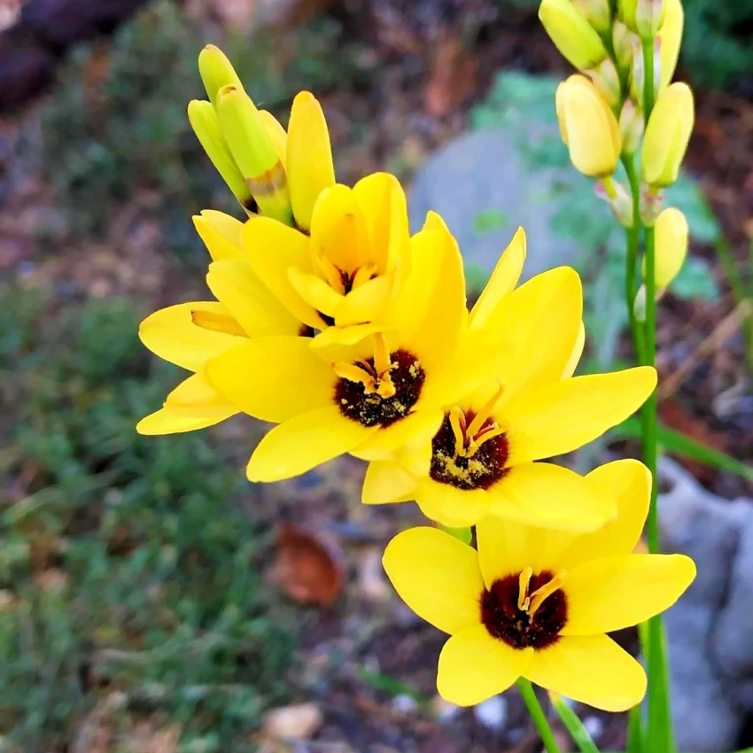 Ixia Yellow Emperor - Bulbs--1