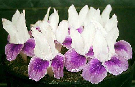Kaempferia galanga (Violet)