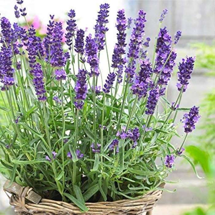 Lavender Seeds (100 seeds)-