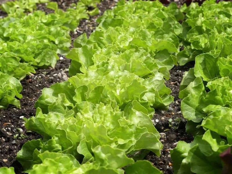 Lettuce Seeds (10 -1