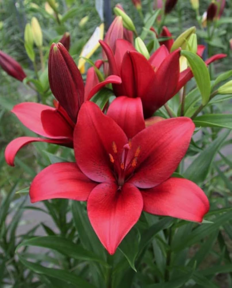 Lilium Blackout (Red, Black) - Bulbs (set of 5)