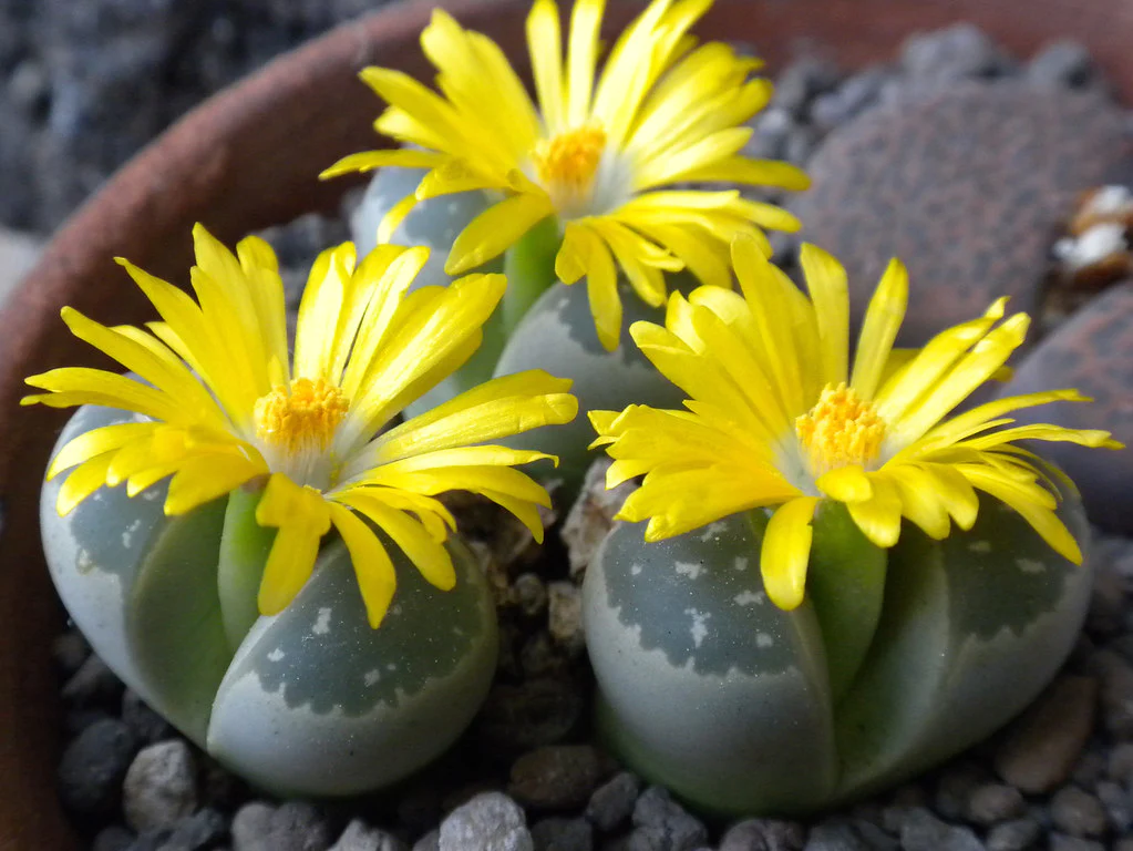 Lithops Plant Sapling (1pc)---