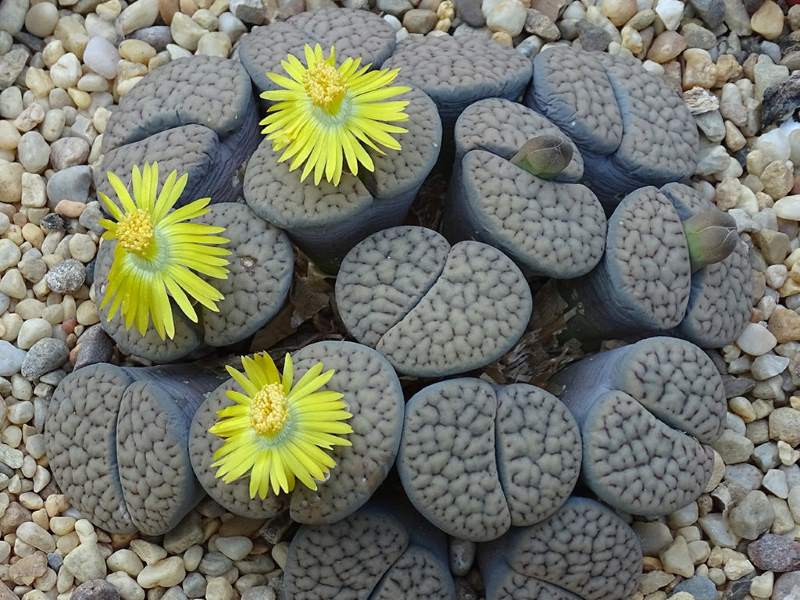 Lithops Plant Sapling (1pc)----1