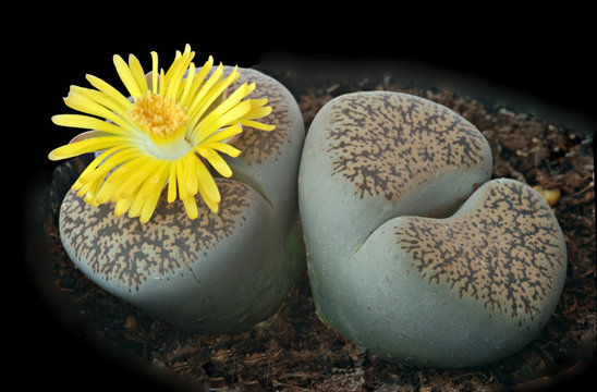 Lithops Plant Sapling (1pc)--1