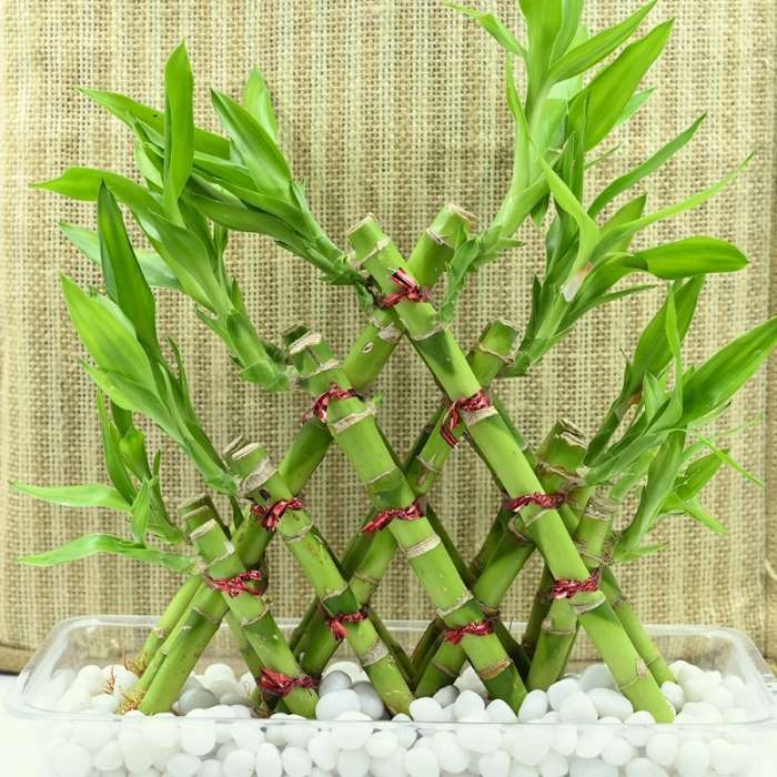 Lucky Bamboo Plant Saplings (3pcs)--