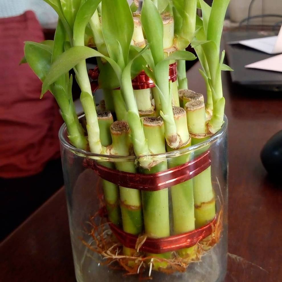 Lucky bamboo plant-----1