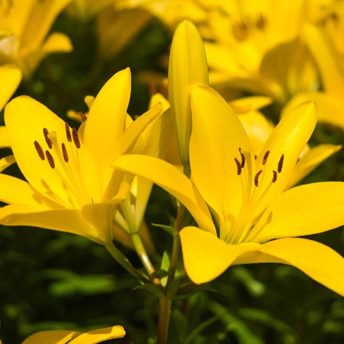 Malesco Asiatic Lily (Yellow) - Bulbs (set of 5)
