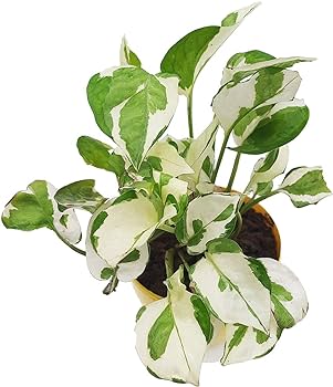 Marble Money Plant Sapling (1pc)---