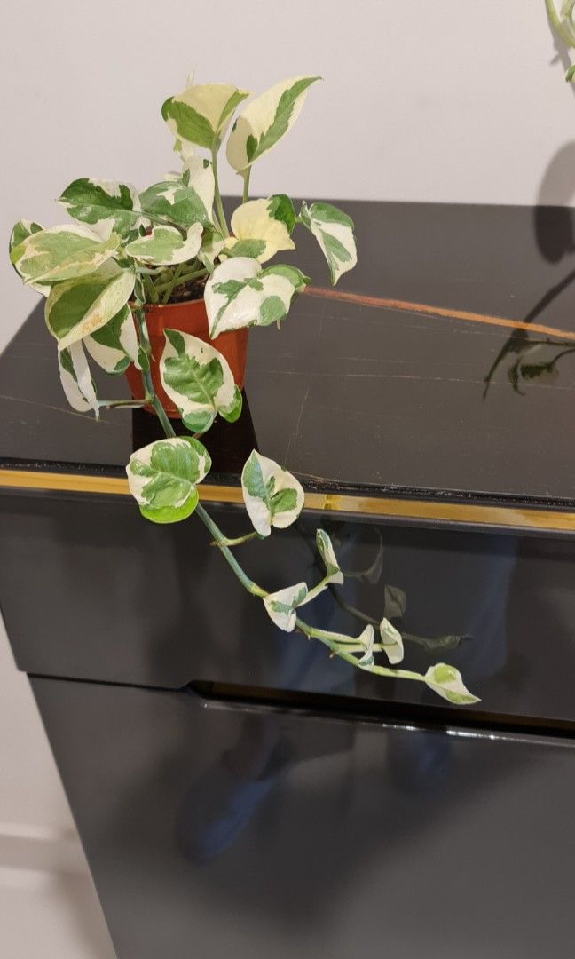 Marble Money Plant Sapling (1pc)--2