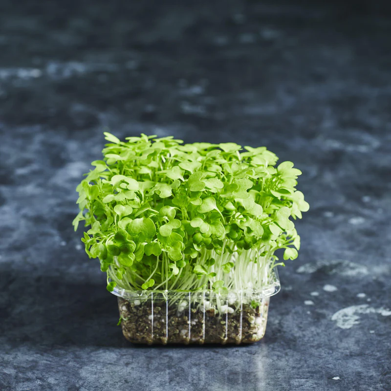 Microgreen Mustard Seeds (10 gms)