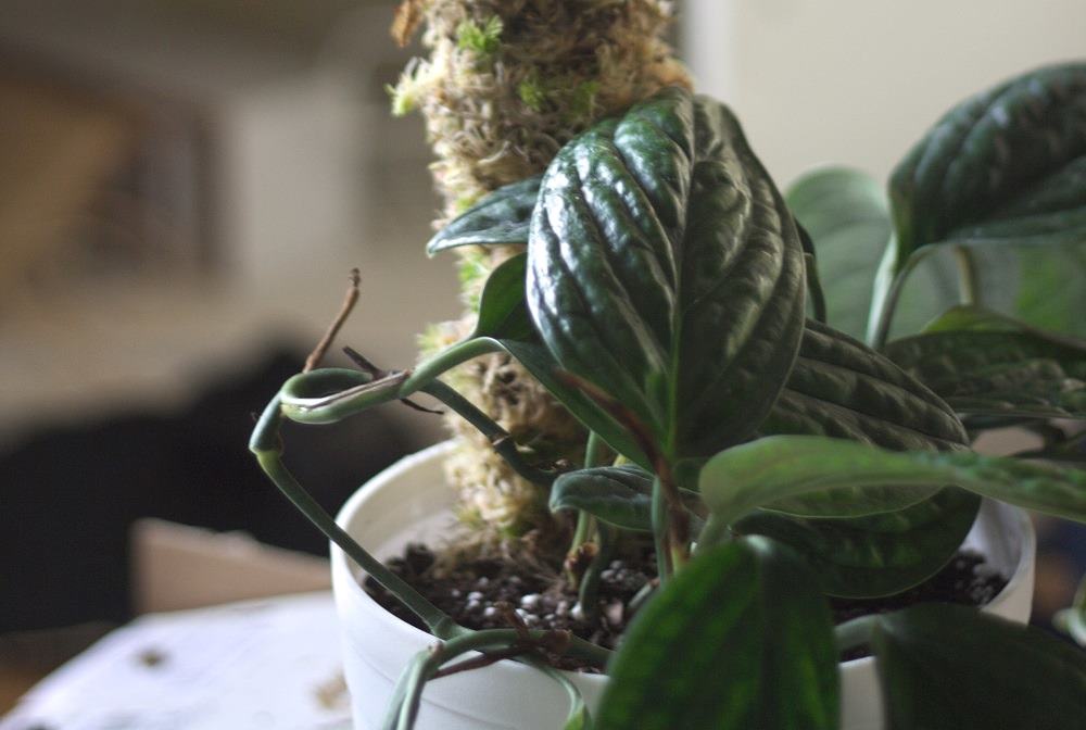 Monstera Karstenianum Plant (1pc)-