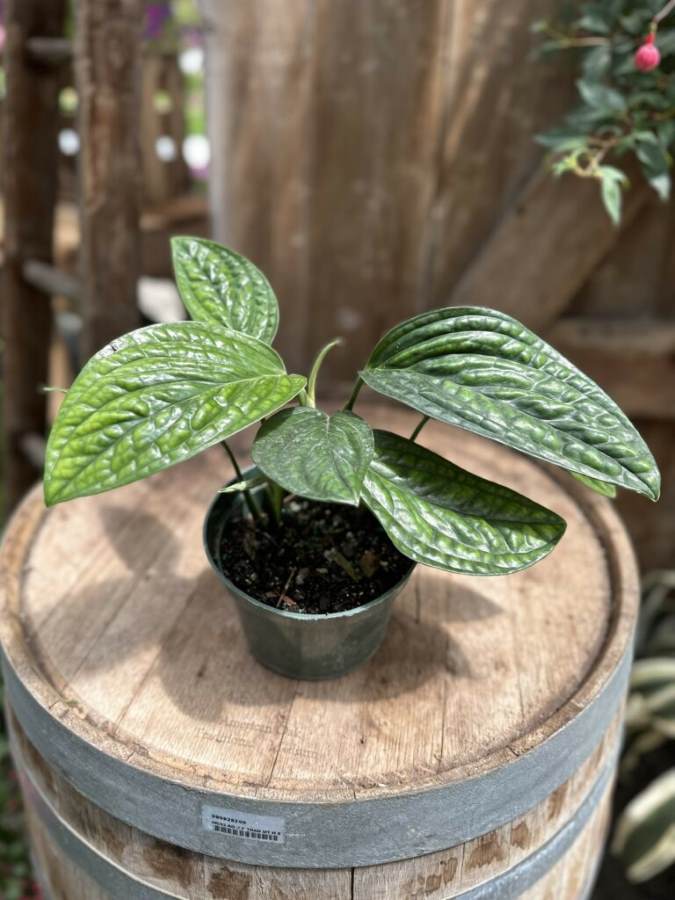 Monstera Karstenianum Plant (1pc)----1