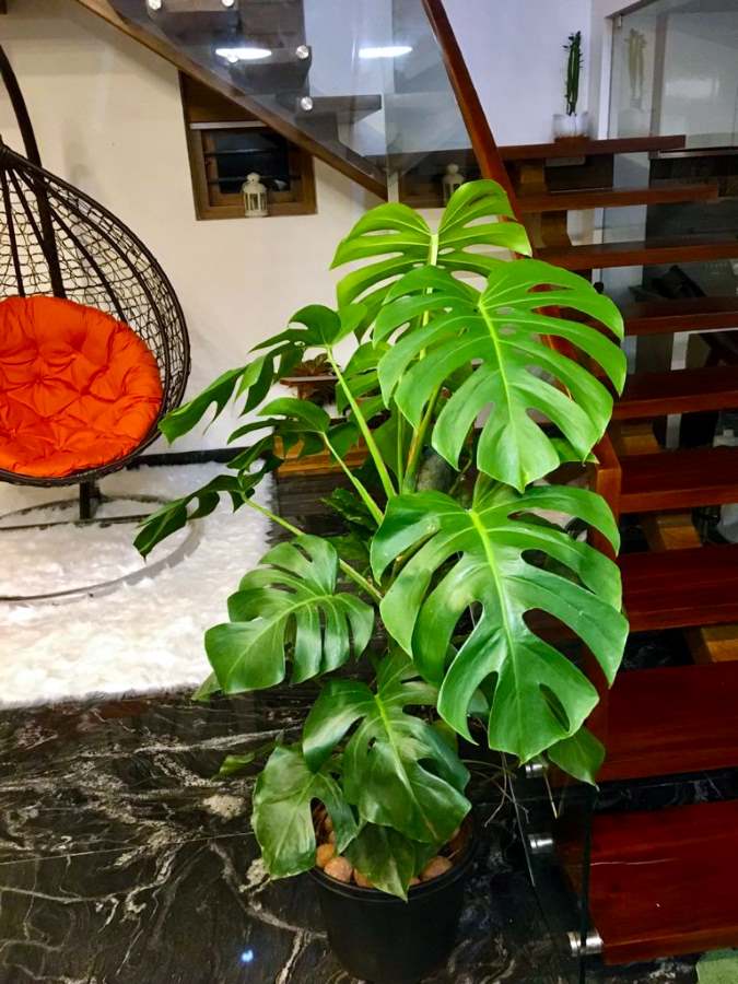 Monstrea Delicious Plant--