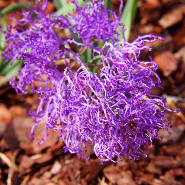Muscari Comosum pulmosum (Purple) - Bulbs (set of 5)-
