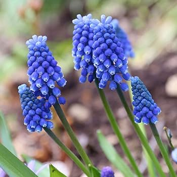 Muscari, Grape Hyacinth Armeniacum (Blue) - Bulbs