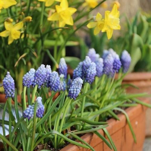 Muscari, Grape Hyacinth (Random Color) - Bulbs--