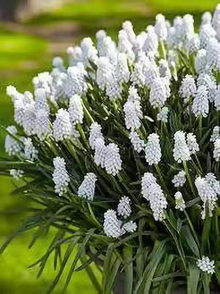 Muscari, Grape Hyacinth Siberian Tiger (White) - Bulbs