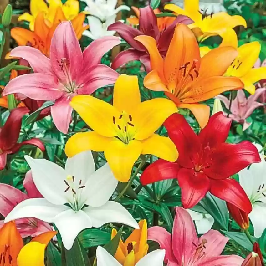 Oriental Lilies (Mix Color) - Bulbs (set of 5)