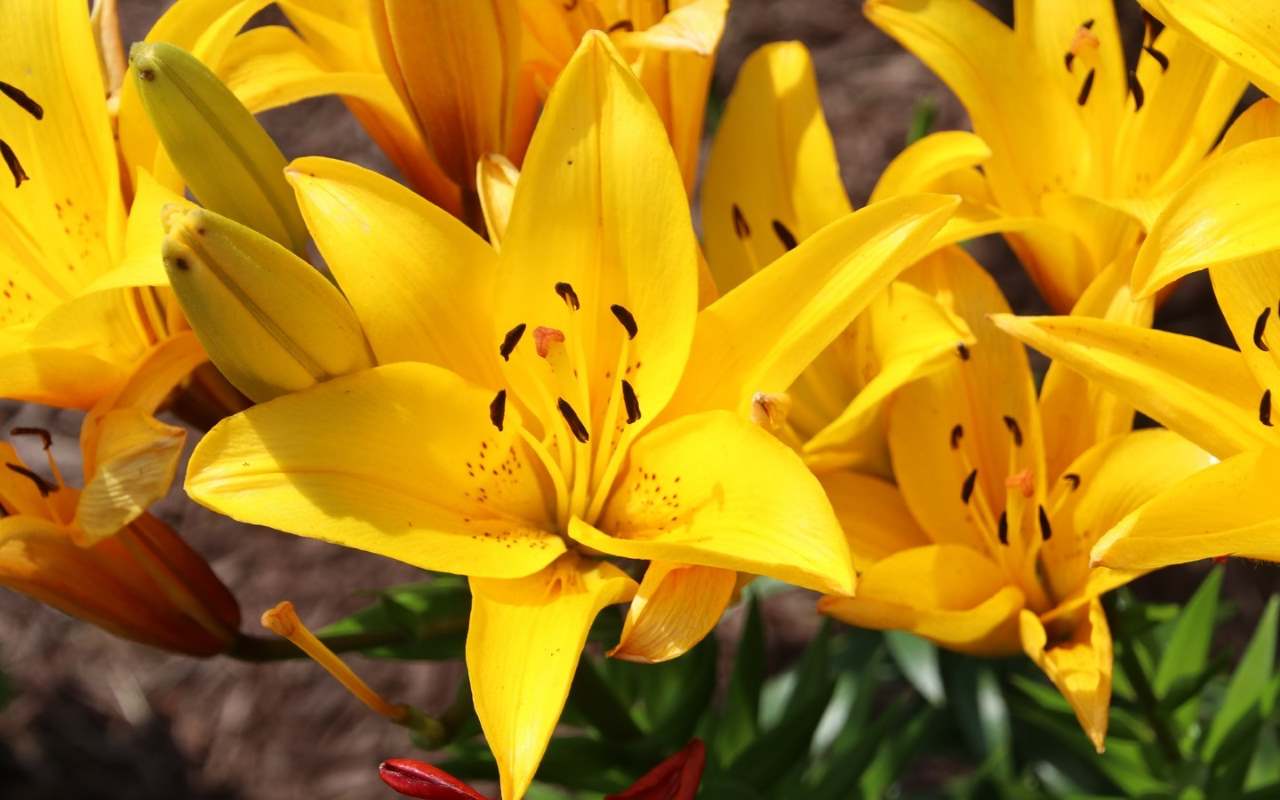 Oriental Lily, Serrada Lily (Yellow) - Bulbs (set of 5)--