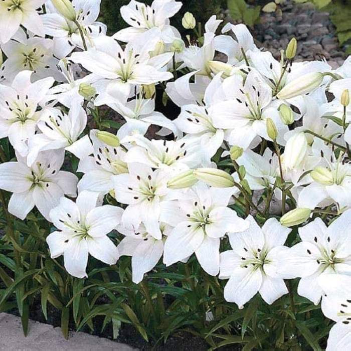Oriental Lily, Zambesi Oriental Trumpet Lily (White) - Bulbs (set of 5)-