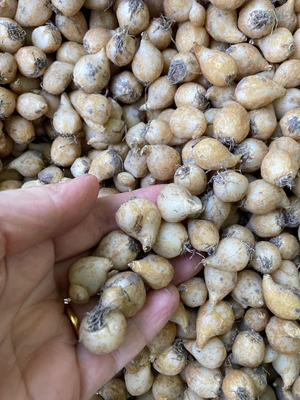 Orinithogalum Mix Flower Bulb (1pc)---2