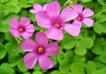 Oxalis (Pink) - Bulbs