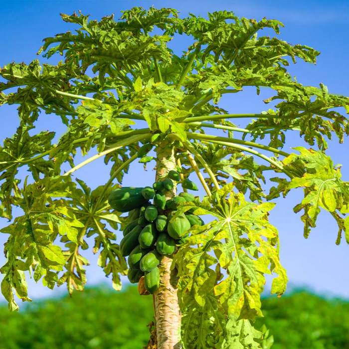 Papaya Plant Sapling (1pc)---2
