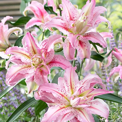 Paradero Oriental Lily