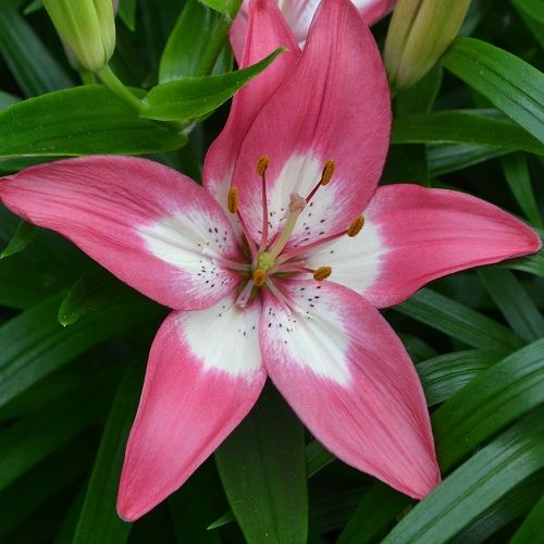 Paradero Oriental Lily (Pink, White) - Bulbs (set of 5)