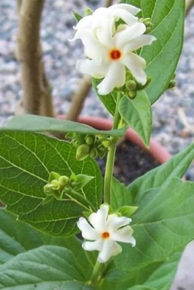 Parijat Harsringar Seeds (3 seeds)--