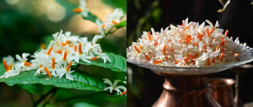 Parijat Harsringar Seeds (3 seeds)