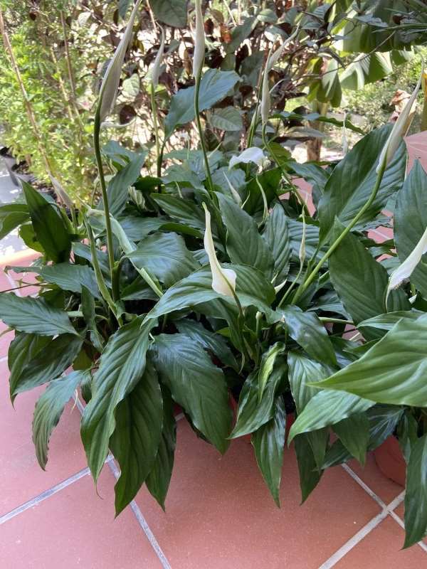 Peace Lily Plant ----1