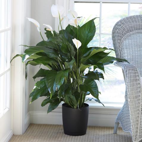 Peace Lily Plant Sapling (1pc)