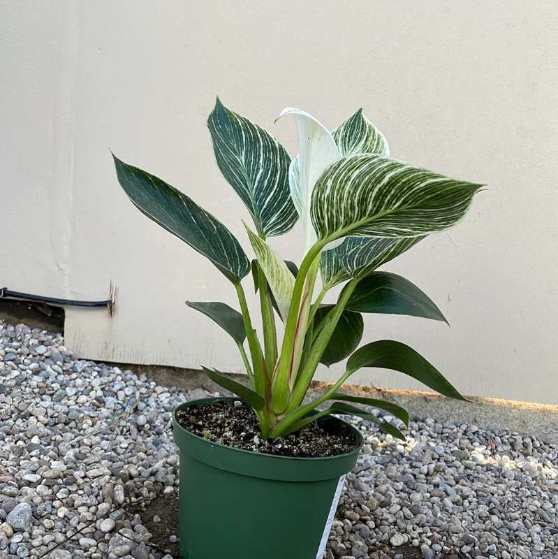 Philodendron Birkin Plant Sapling (1pc)---