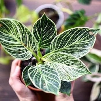 Philodendron Birkin Plant Sapling (1pc)----