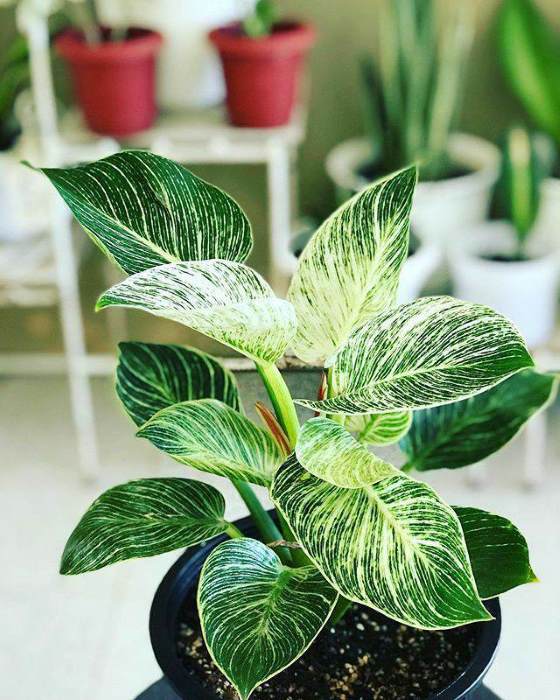 Philodendron Birkin Plant Sapling (1pc)----2