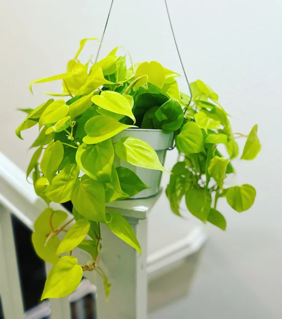 Philodendron Oxycardium Golden Plant Sapling (1pc)----