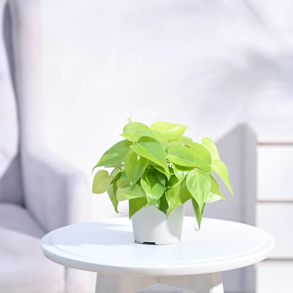 Philodendron Oxycardium Golden Plant Sapling (1pc)