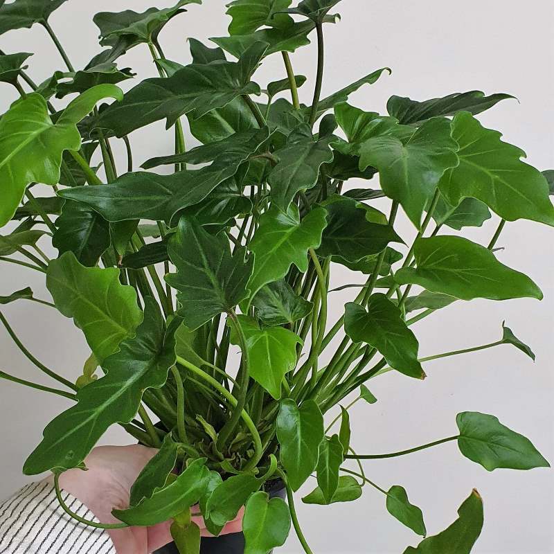 Philodendron Xandu Plant - -1