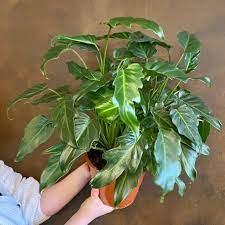 Philodendron Xandu Plant